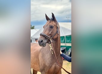 Bayerisches Warmblut, Hengst, 11 Jahre, 167 cm, Brauner