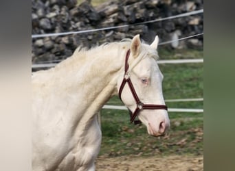 Bayerisches Warmblut, Hengst, 1 Jahr, 141 cm, Cremello