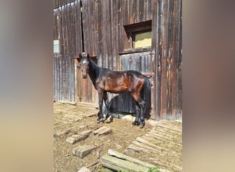Bayerisches Warmblut, Hengst, 1 Jahr, 150 cm, Dunkelbrauner
