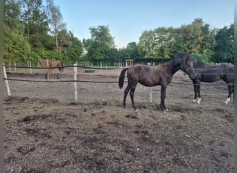 Bayerisches Warmblut, Hengst, 1 Jahr, Rappe