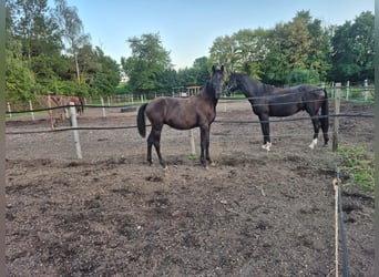 Bayerisches Warmblut, Hengst, 1 Jahr, Rappe