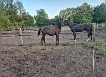 Bayerisches Warmblut, Hengst, 1 Jahr, Rappe
