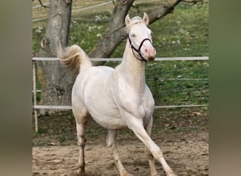 Bayerisches Warmblut, Hengst, 2 Jahre, 141 cm