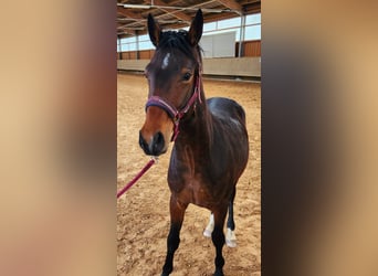 Bayerisches Warmblut, Hengst, 2 Jahre, 160 cm, Brauner