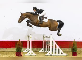 Bayerisches Warmblut, Hengst, 4 Jahre, 168 cm, Brauner