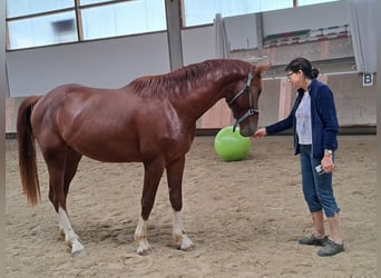 Bayerisches Warmblut, Hengst, 4 Jahre, 174 cm, Dunkelfuchs