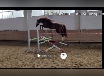 Bayerisches Warmblut, Hengst, 4 Jahre, 174 cm, Dunkelfuchs