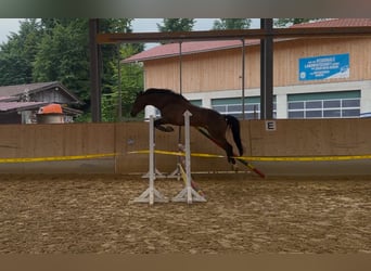 Bayerisches Warmblut, Hengst, 5 Jahre, 168 cm, Brauner