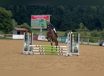 Bayerisches Warmblut, Hengst, 5 Jahre, 168 cm, Brauner