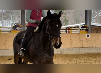 Bayerisches Warmblut, Hengst, 5 Jahre, 168 cm, Brauner