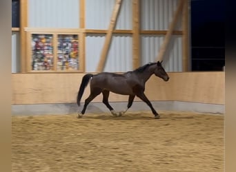 Bayerisches Warmblut, Hengst, 5 Jahre, 168 cm, Brauner