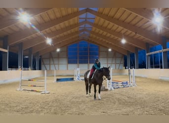 Bayerisches Warmblut, Hengst, 5 Jahre, 168 cm, Brauner