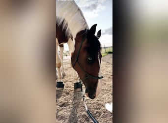 Bayerisches Warmblut, Hengst, 7 Jahre, 178 cm, Schecke