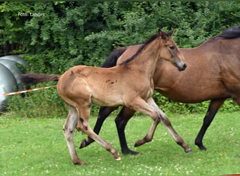 Bayerisches Warmblut, Hengst, Fohlen (05/2025), 170 cm, Rappe
