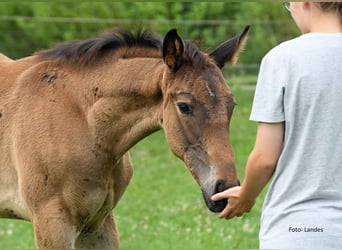 Bayerisches Warmblut, Hengst, Fohlen (05/2025), 170 cm, Rappe