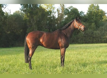 Bayerisches Warmblut, Hengst, Fohlen (05/2025), 170 cm, Rappe