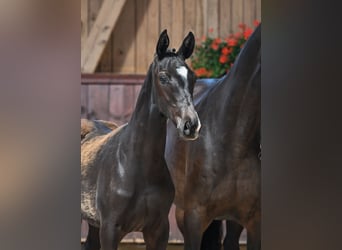Bayerisches Warmblut, Hengst, Fohlen (03/2025), 170 cm, Schwarzbrauner