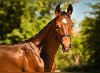 Bayerisches Warmblut, Hengst, Fohlen (05/2026), Dunkelbrauner