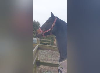 Bayerisches Warmblut, Hengst, 21 Jahre, 169 cm