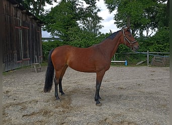 Bayerisches Warmblut, Stute, 10 Jahre, 168 cm, Brauner