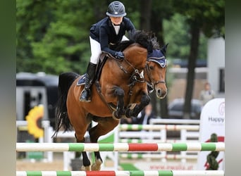 Bayerisches Warmblut, Stute, 11 Jahre, 161 cm, Brauner