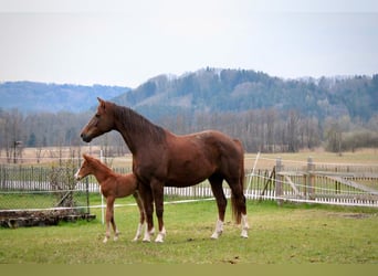 Bayerisches Warmblut, Stute, 11 Jahre, 165 cm, Dunkelfuchs