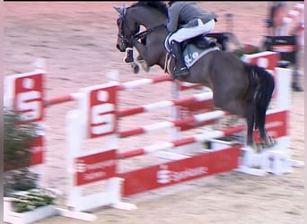 Bayerisches Warmblut, Stute, 11 Jahre, 168 cm, Brauner