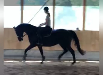 Bayerisches Warmblut, Stute, 11 Jahre, 170 cm, Schwarzbrauner