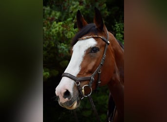 Bayerisches Warmblut, Stute, 12 Jahre, 162 cm, Brauner