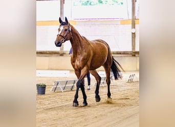 Bayerisches Warmblut, Stute, 12 Jahre, 162 cm
