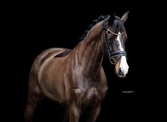 Bayerisches Warmblut, Stute, 12 Jahre, 167 cm, Dunkelbrauner
