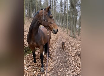 Bayerisches Warmblut, Stute, 12 Jahre, 169 cm, Brauner