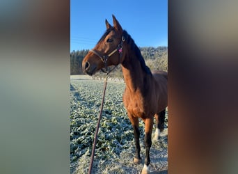 Bayerisches Warmblut, Stute, 12 Jahre, 169 cm, Dunkelbrauner