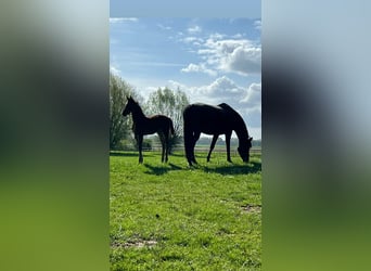 Bayerisches Warmblut, Stute, 12 Jahre, 170 cm, Brauner