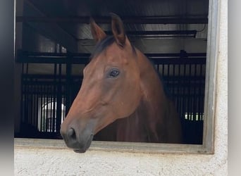 Bayerisches Warmblut, Stute, 12 Jahre, 170 cm, Brauner