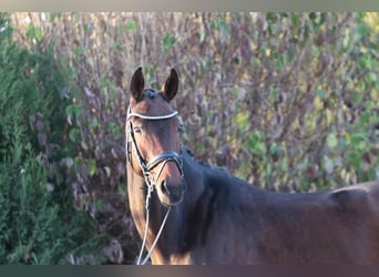 Bayerisches Warmblut, Stute, 12 Jahre, 171 cm, Dunkelbrauner