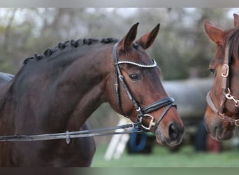 Bayerisches Warmblut, Stute, 12 Jahre, 171 cm, Dunkelbrauner