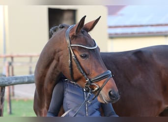 Bayerisches Warmblut, Stute, 12 Jahre, 171 cm, Dunkelbrauner