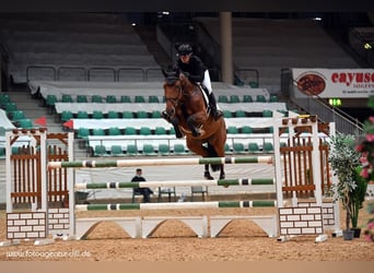 Bayerisches Warmblut, Stute, 12 Jahre, 176 cm, Brauner