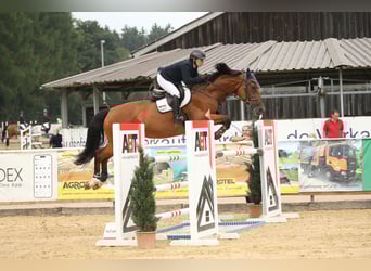 Bayerisches Warmblut, Stute, 12 Jahre, 176 cm, Brauner