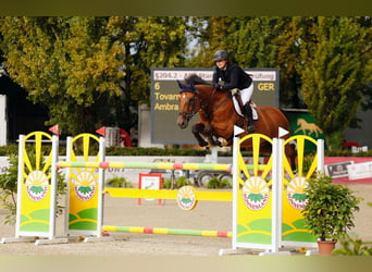 Bayerisches Warmblut, Stute, 12 Jahre, 176 cm, Brauner