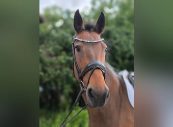 Bayerisches Warmblut, Stute, 12 Jahre, Brauner