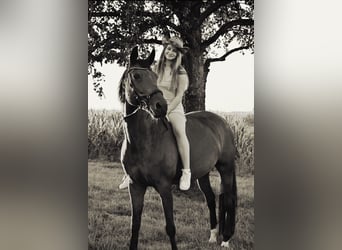 Bayerisches Warmblut, Stute, 13 Jahre, 164 cm, Brauner