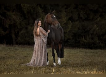 Bayerisches Warmblut, Stute, 13 Jahre, 164 cm, Dunkelbrauner