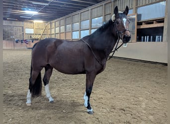 Bayerisches Warmblut, Stute, 13 Jahre, 165 cm, Brauner