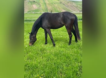 Bayerisches Warmblut, Stute, 13 Jahre, 165 cm, Dunkelbrauner