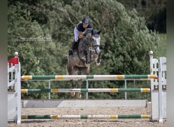 Bayerisches Warmblut, Stute, 13 Jahre, 167 cm, Schimmel