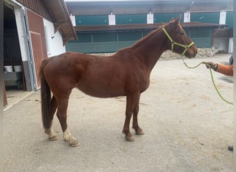 Bayerisches Warmblut, Stute, 13 Jahre, 168 cm, Fuchs