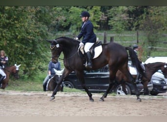 Bayerisches Warmblut, Stute, 13 Jahre, 170 cm, Dunkelbrauner