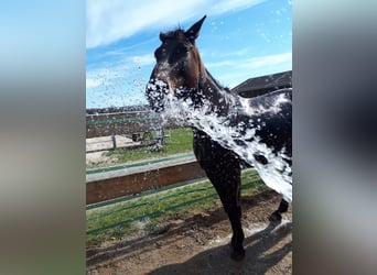 Bayerisches Warmblut, Stute, 13 Jahre, 170 cm, Dunkelbrauner